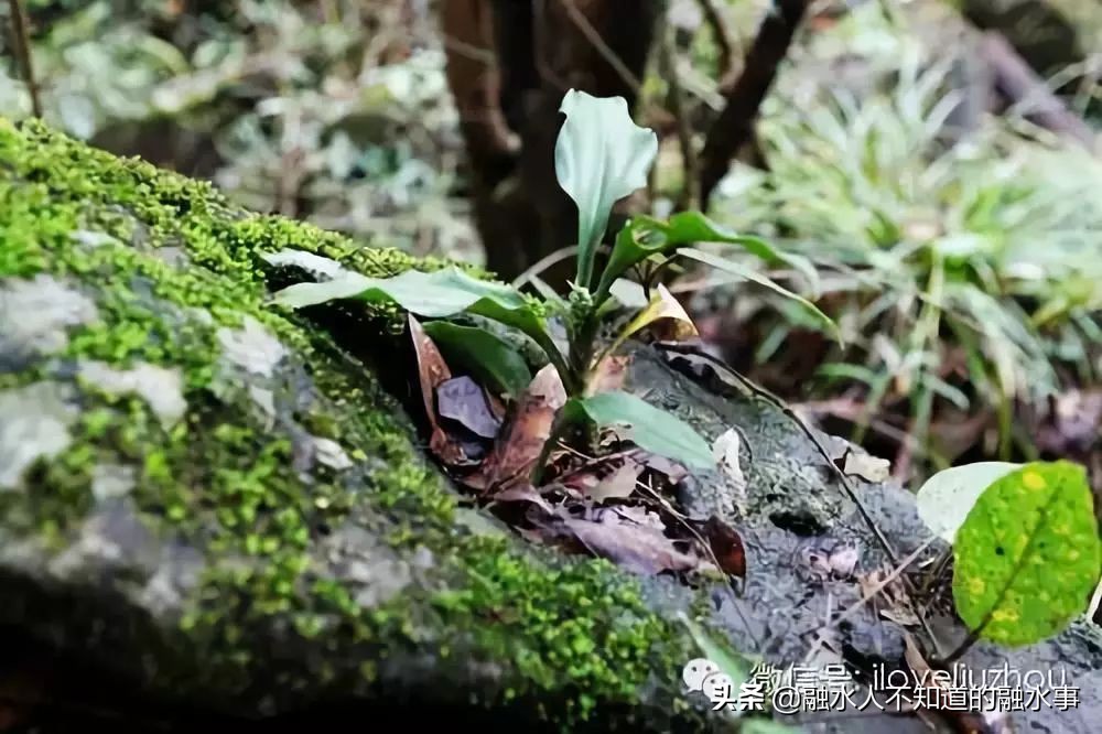 融水千亩桃花竞相盛开,融水2020桃花赏花时间表