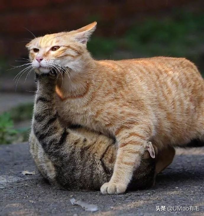 胖橘猫和黑猫,橘猫黑猫白猫哪个最可爱