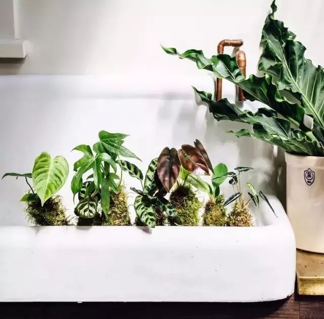 开一家植物美学小店,开一家属于自己的花店