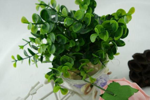 尤加利开花是什么时候,最适合盆栽的尤加利品种