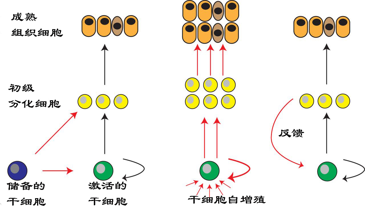 怎么恢复愈合伤口留下的疤痕,科普短片伤口是如何愈合的