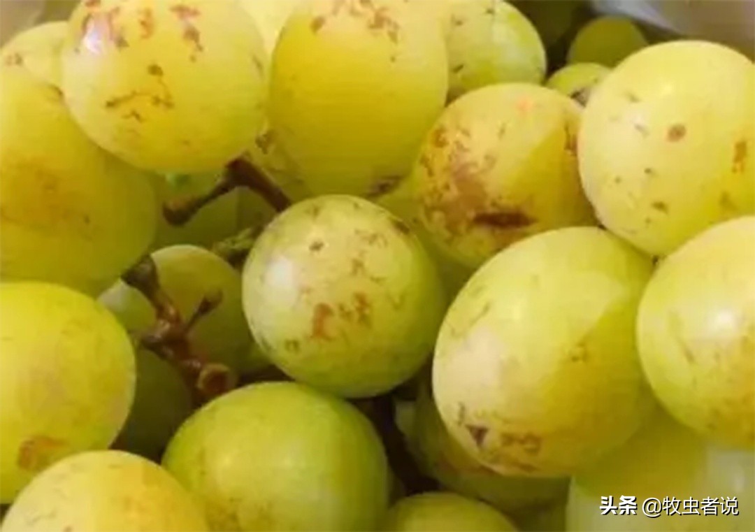 葡萄果粒上的斑点是什么原因,葡萄生锈斑是什么原因