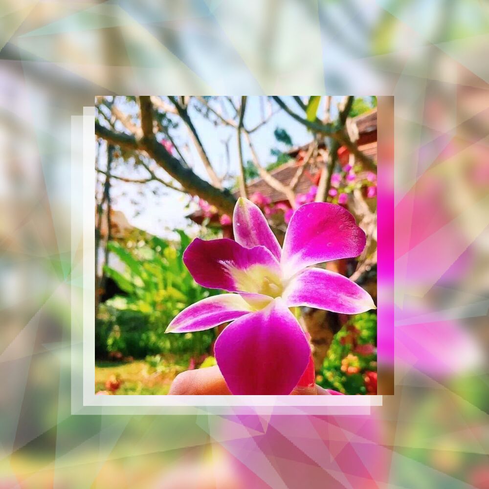 泰国清迈特产水果,泰国清迈的玫瑰