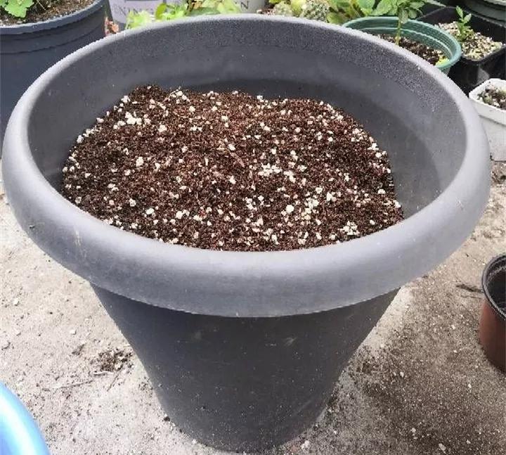 养花的虫害分类及防治,养花如何预防虫害视频教程