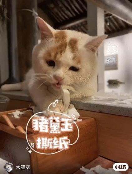 全网最委屈的猫主子,全网最委屈的小奶猫