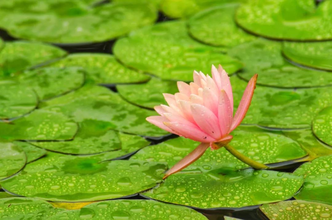 十首荷花诗词唯美了整个夏天,最有韵味十首荷花诗词