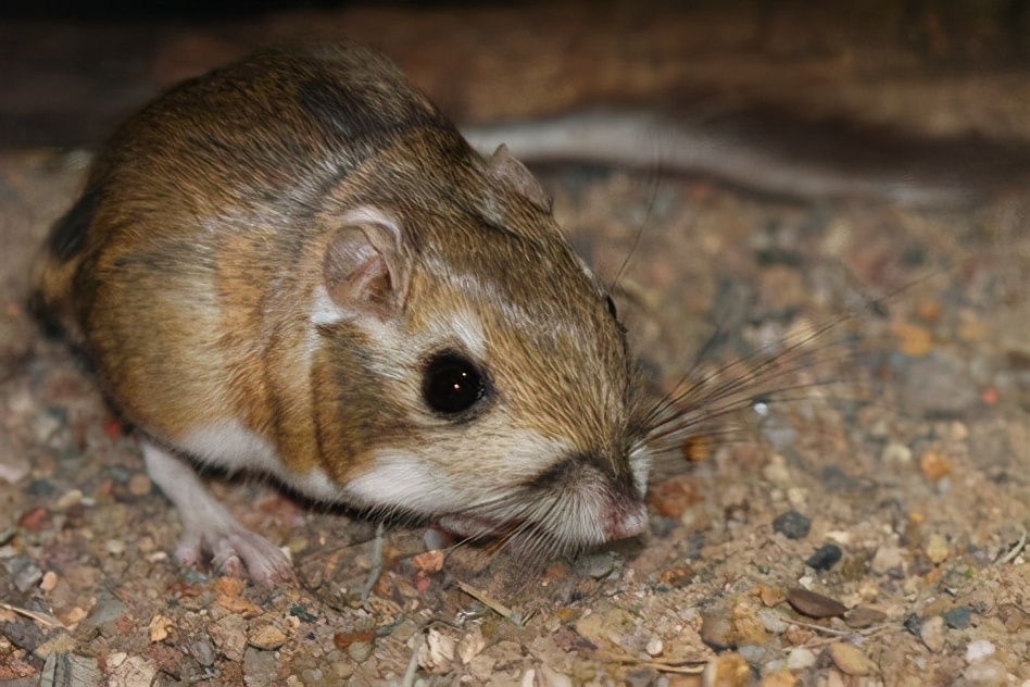 鼻子呼气的温度,鼻子呼出的热气温度多少正常