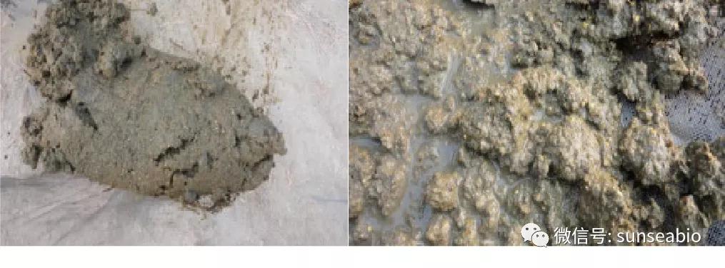 优福康Ⅰ进口微生态制剂——护肠道、节能减排、降氨气除臭