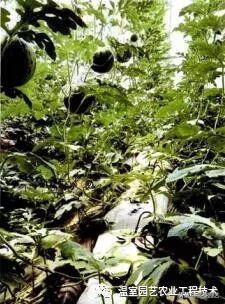 无土栽培的基质处理措施有哪些,无土栽培常用的栽培基质有什么