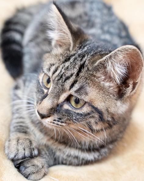 货车司机收养流浪狗后续,司机收养流浪猫一人一车三只猫