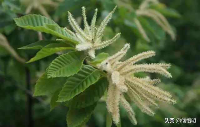 江苏旅游西山岛攻略图文,内湖洞庭西山岛