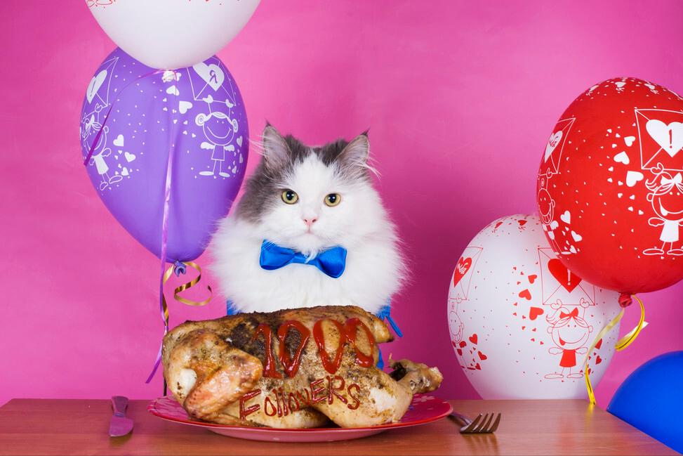 猫咪瘦是什么原因,猫咪太瘦了怎么办