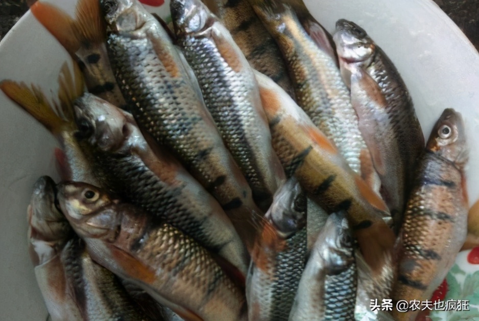 对水质要求极高的野生鱼,对水质要求高的野生淡水鱼