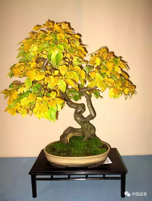 盆景植物最好养的,好养易活的盆景植物有哪些