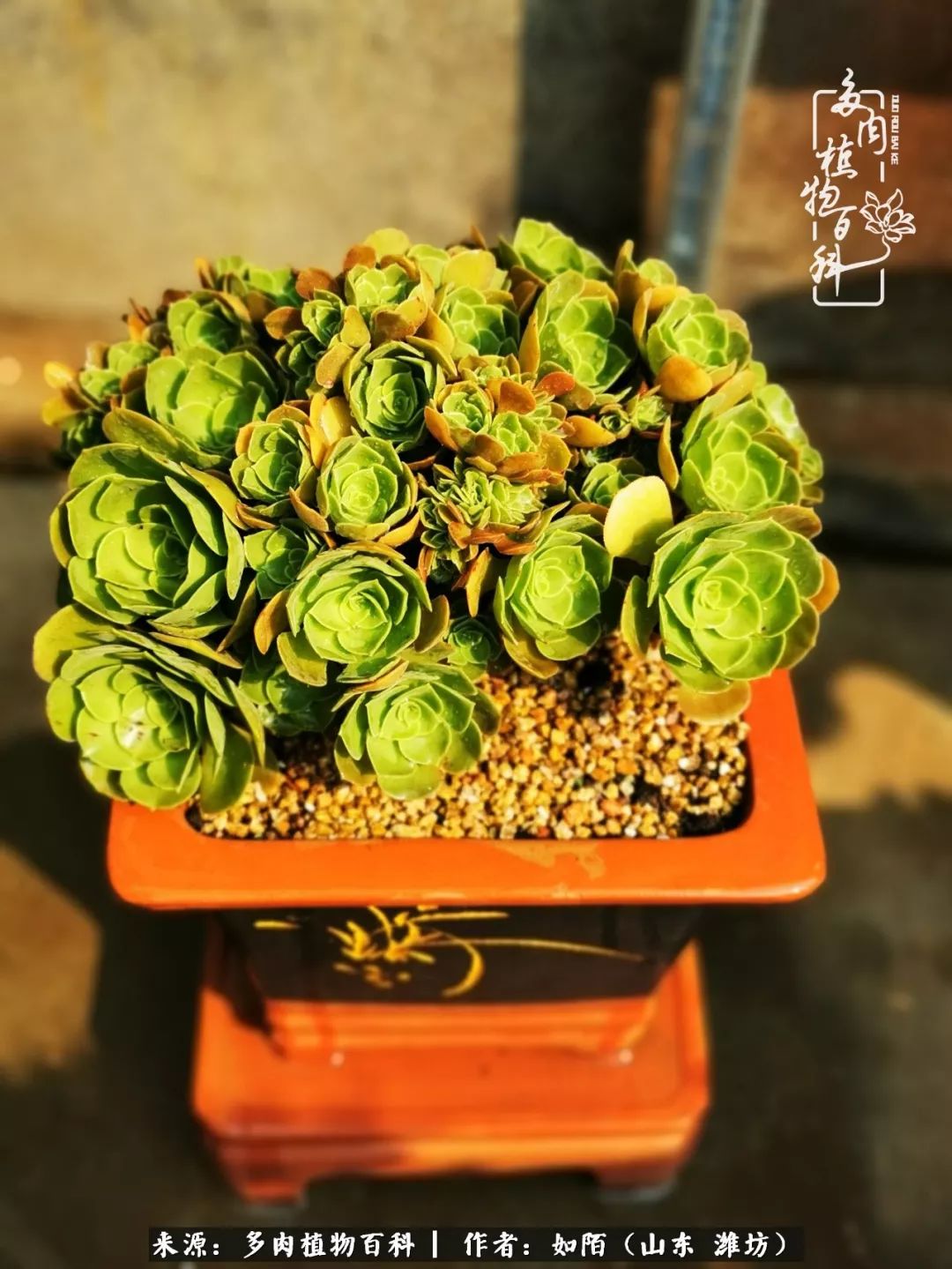 凤凰涅槃，浴火重生！多肉法师圣斗士们的秋天！（附养护经验）