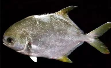 水产镜检虫图片,水产养殖常见虫类图