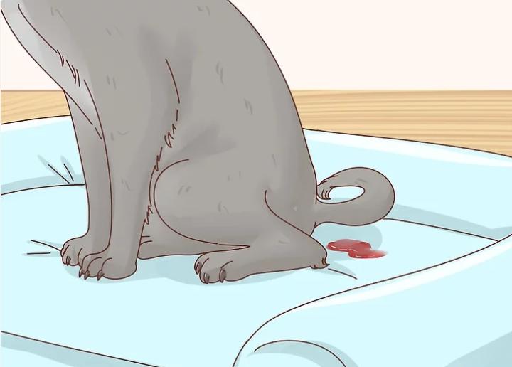 狗狗界的“破冰文化”，如何判断狗狗是否发情？