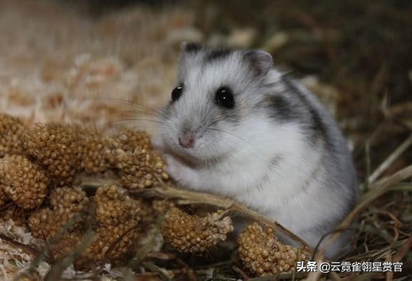 新手最推荐的仓鼠是什么,仓鼠类型推荐