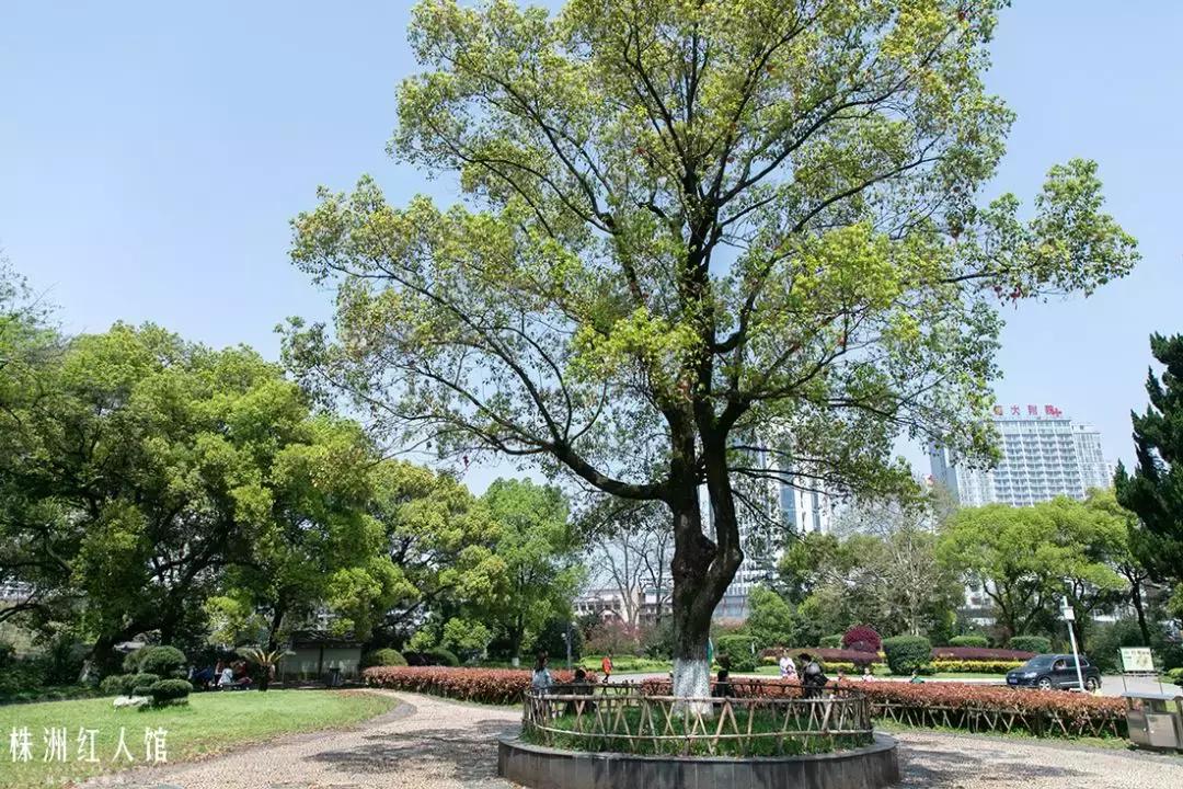 株洲神农公园老照片,株洲市神农公园