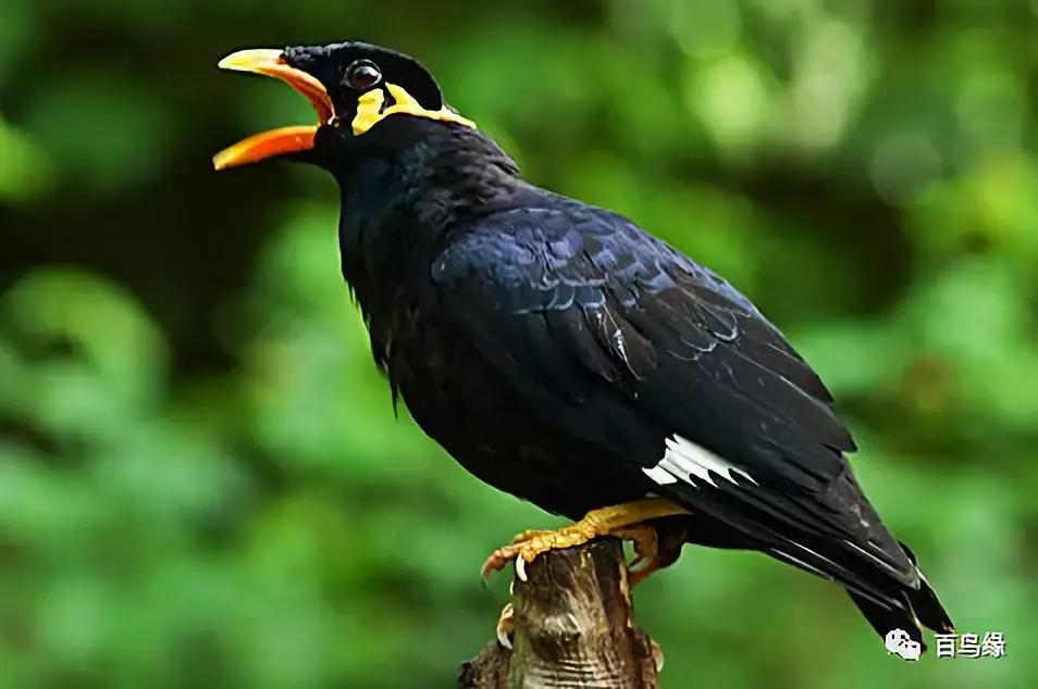 八哥鹩哥的产地,八哥和鹩哥繁殖