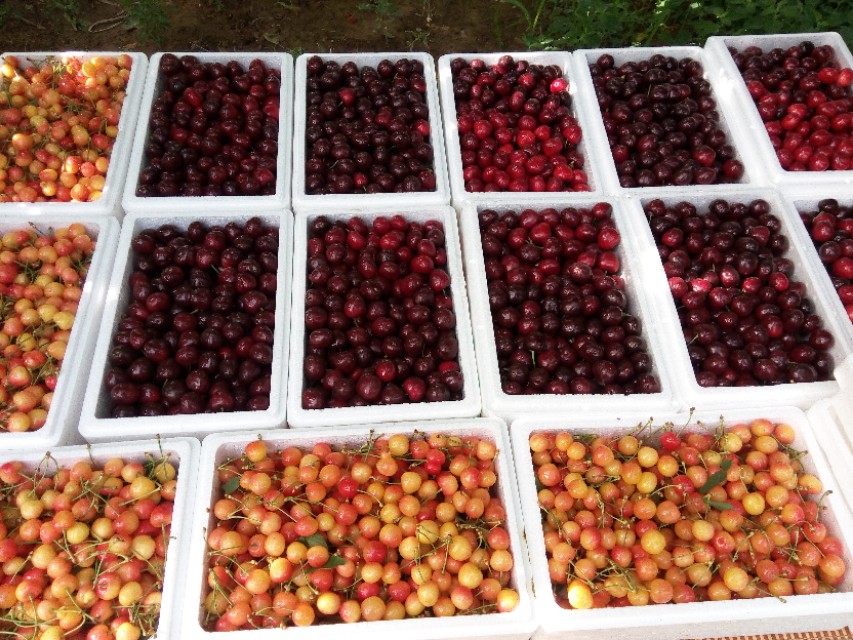 水果预售成功案例,网络卖水果骗局揭秘视频