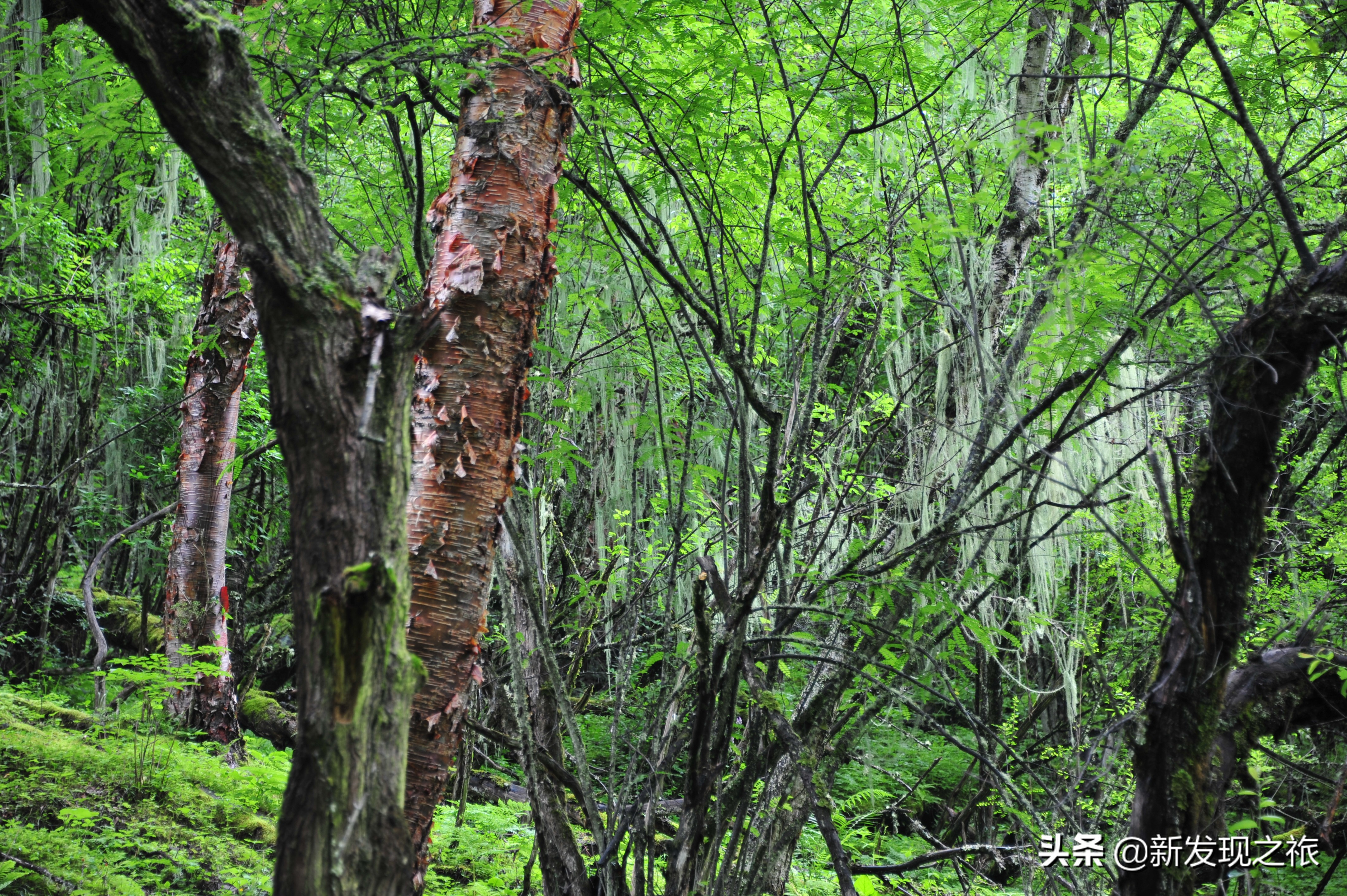 西藏松萝介绍,西藏松萝有什么药用