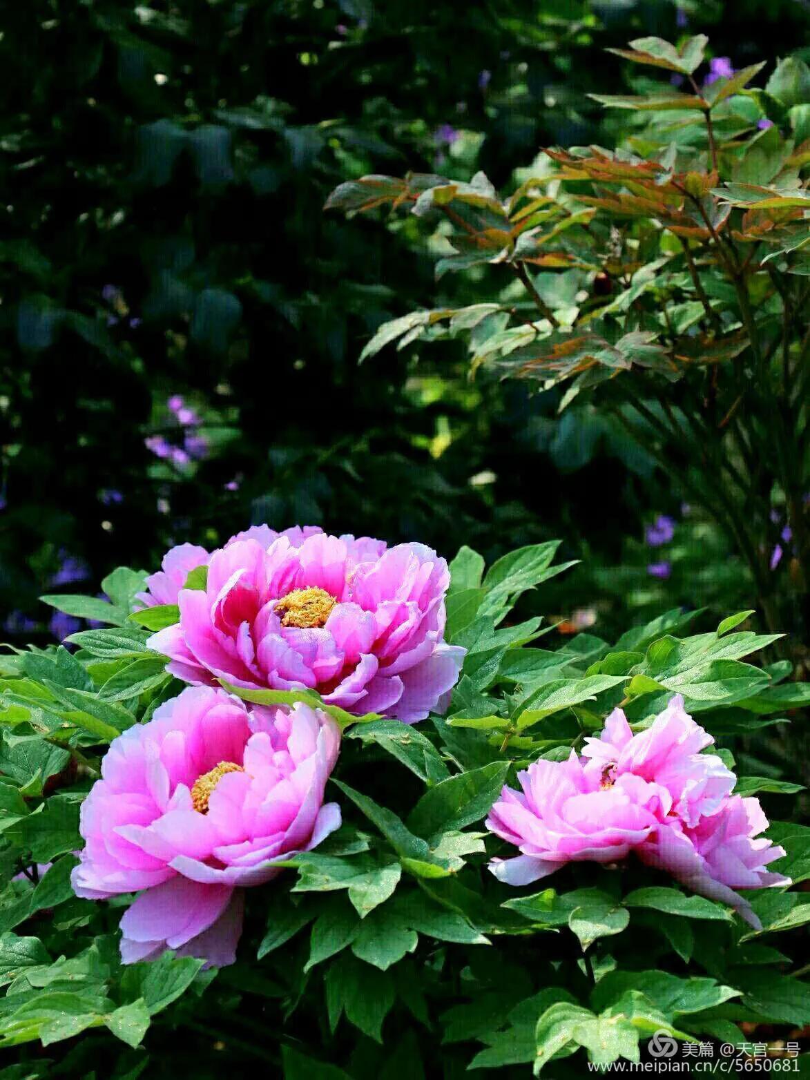 古今贤文牡丹赋,历代牡丹诗赋