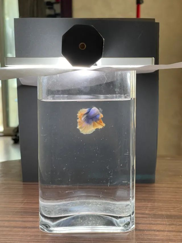 尼康105-2.8d微距镜头,尼康z1052.8s镜头拍摄效果