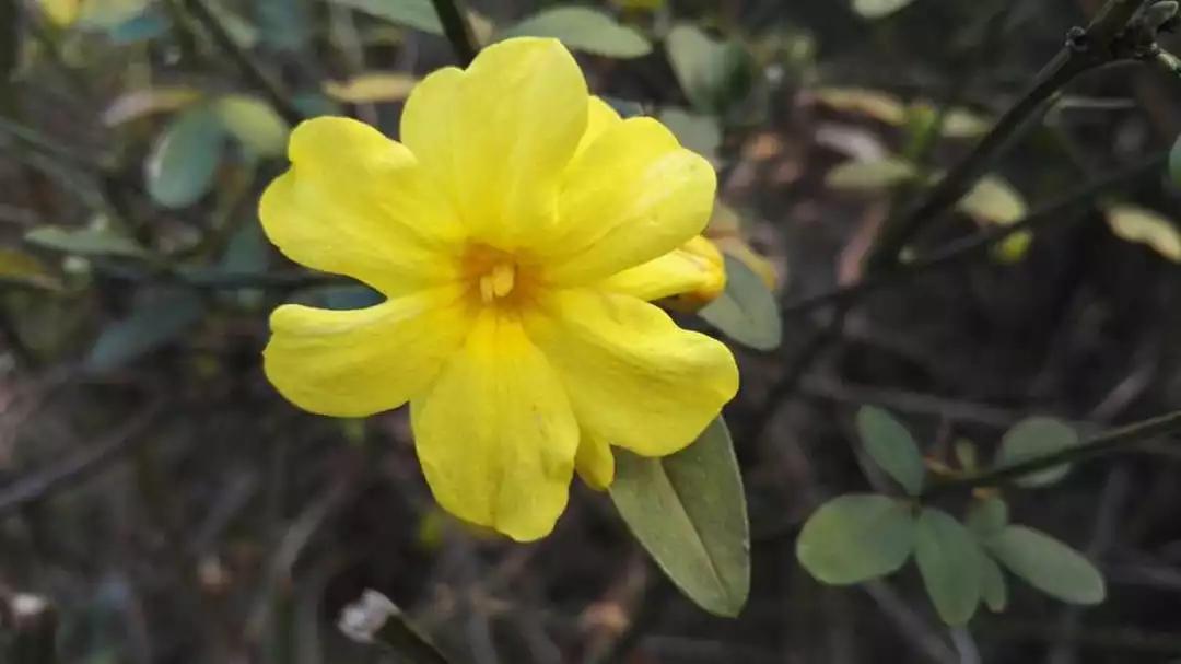 迎春花开得早,迎春花花开得早