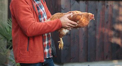 拿鸡当摄像机,拿鸡当摄像头