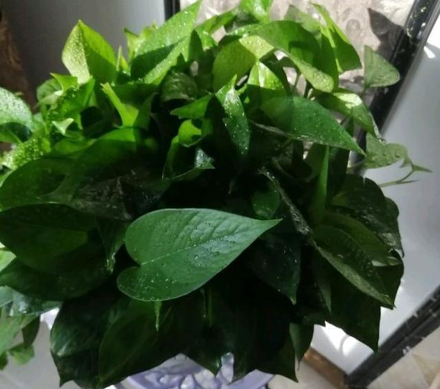 水培绿萝怎样养才能茂盛一点,水培绿萝如何维持旺盛生长