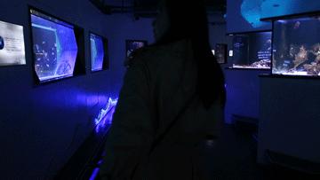 色彩斑斓的海底珊瑚,五彩缤纷的海洋生物视频