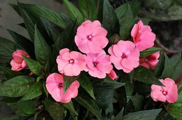 我准备在阳台种一盆非洲凤仙，谁知种着种着成了一阳台凤仙花