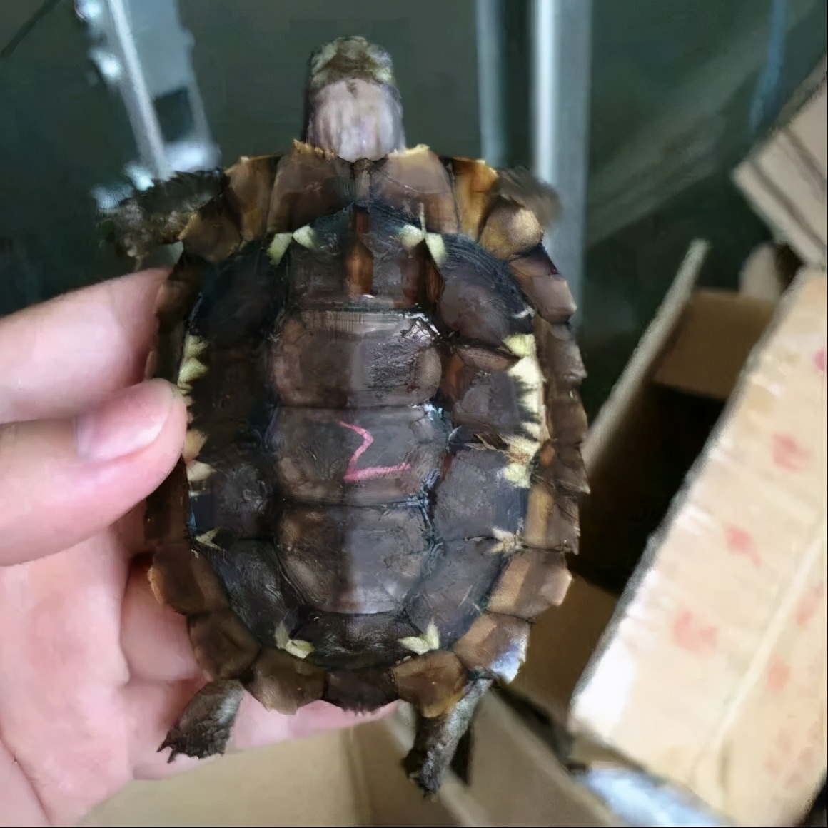 龟类大百科,大眼睛龟类