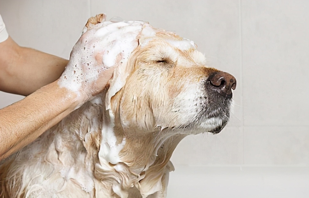 狗狗为什么抗拒洗澡,狗狗为什么抗拒在卫生间上厕所