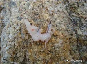 全浮游矶钓与半浮游矶钓快速转换,浮游矶钓和半浮游矶钓