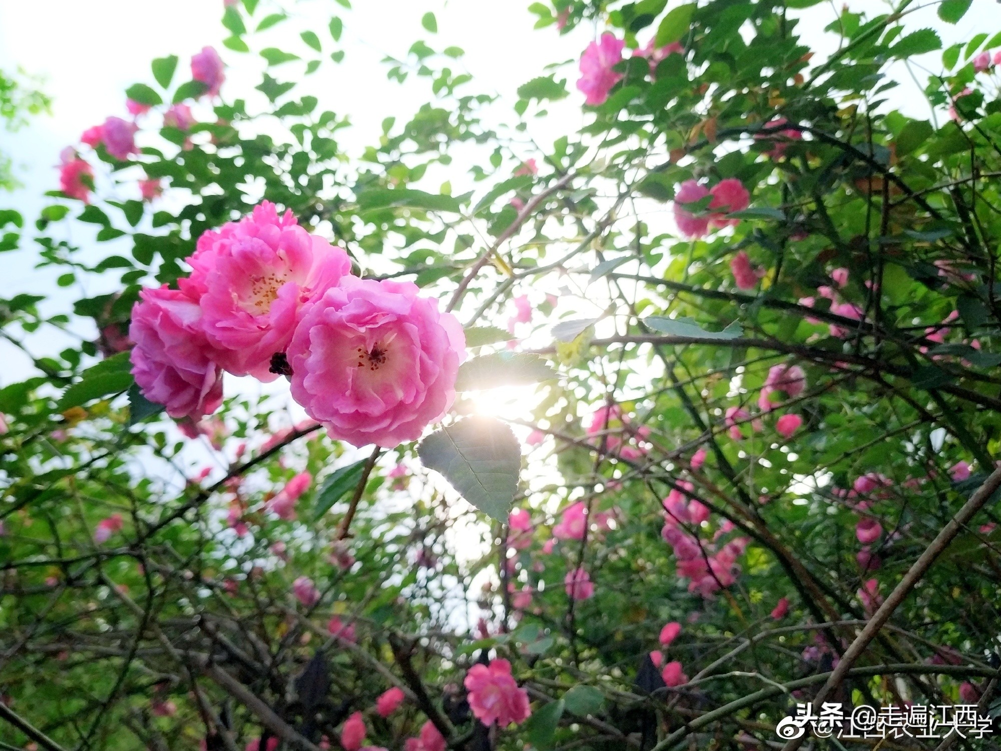 这所大学占地面积全国第二，江西第一，学风朴实风景优美