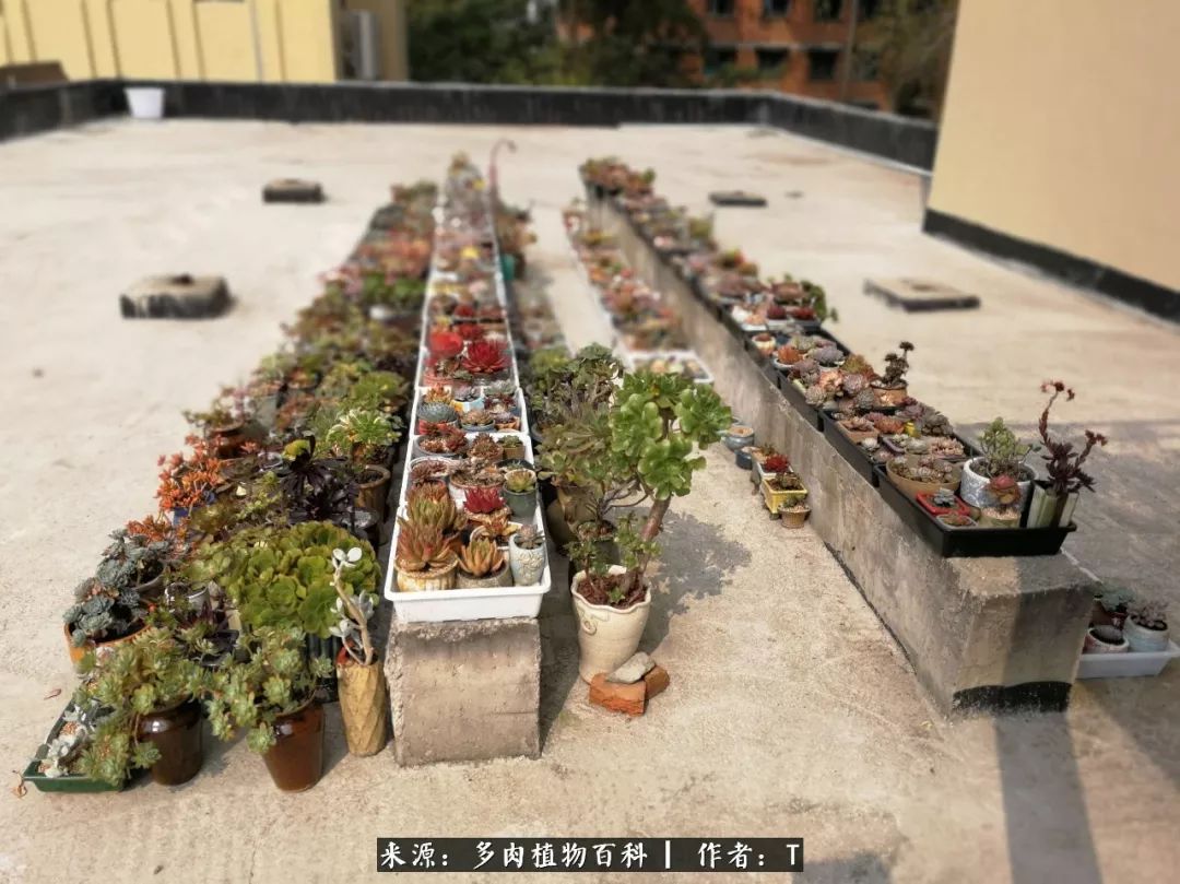 多肉还可以这样玩(上):八年养肉路剪影!