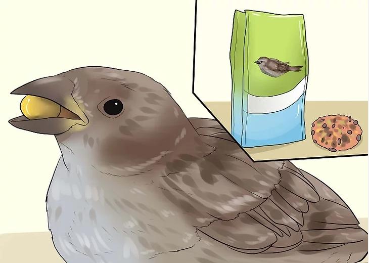 你有没有养过小动物,你有没有想过要养一只猫