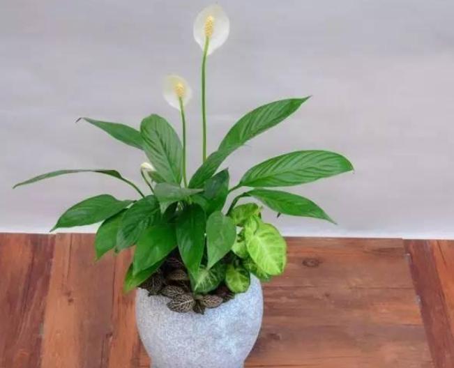 白掌的寓意以及养殖方法,白掌花的养护和习性