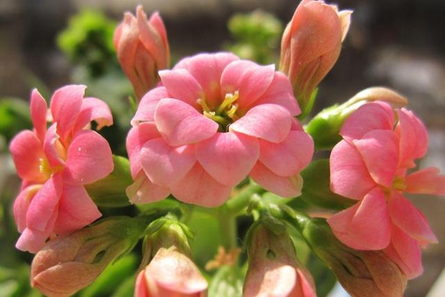 长寿花叶子一碰就掉是怎么回事,长寿花叶子一碰就掉怎么办