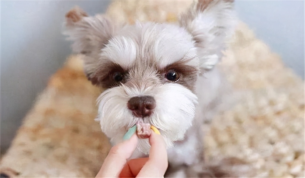 狗狗食欲不好吃什么能促进食欲,狗狗食欲差没胃口怎么调理