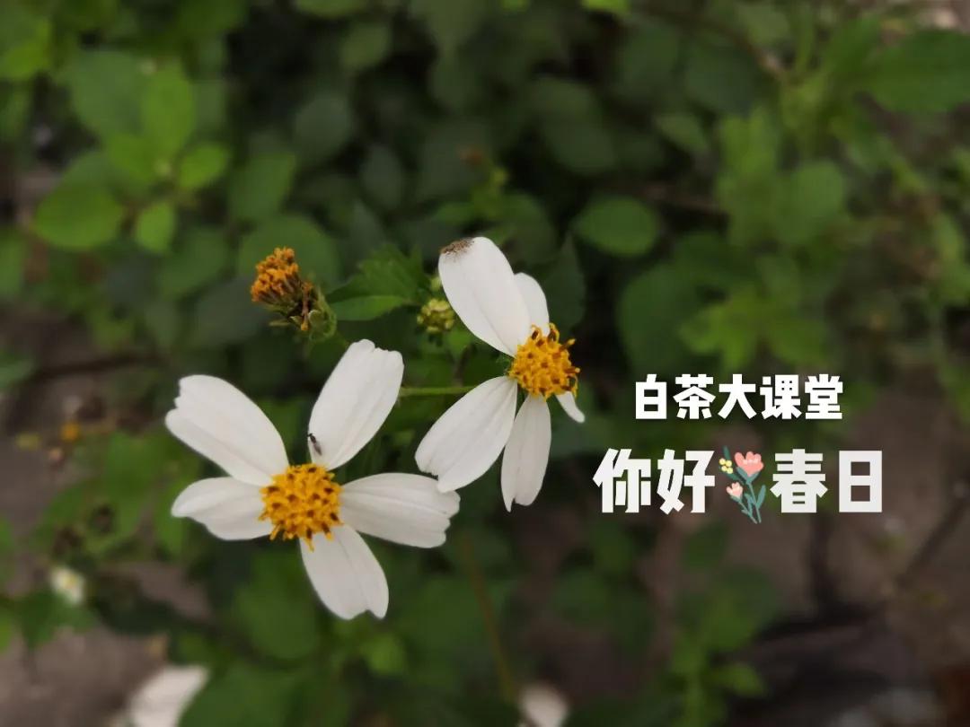 白茶是什么？咱们坐下来，好好聊一聊