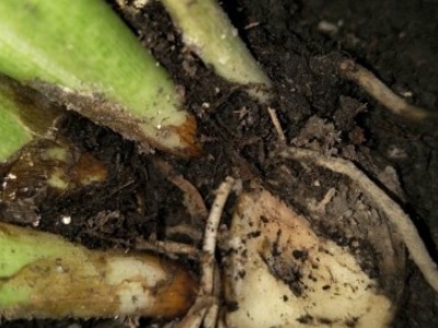 马蹄莲叶子发黄怎么办