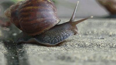 野生的蜗牛不要乱吃,路边的蜗牛千万不要乱吃