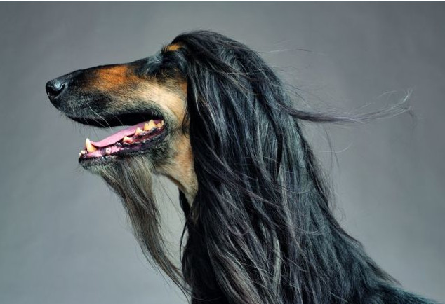 关于狗狗的10个“冷知识”，很多铲屎官都不知道