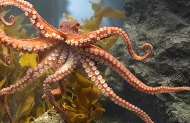 章鱼怎么有11只腕足,章鱼腕足为什么不能吸