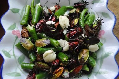 农村的虫子哪些可以卖,农村常见虫子图片以及价格大全