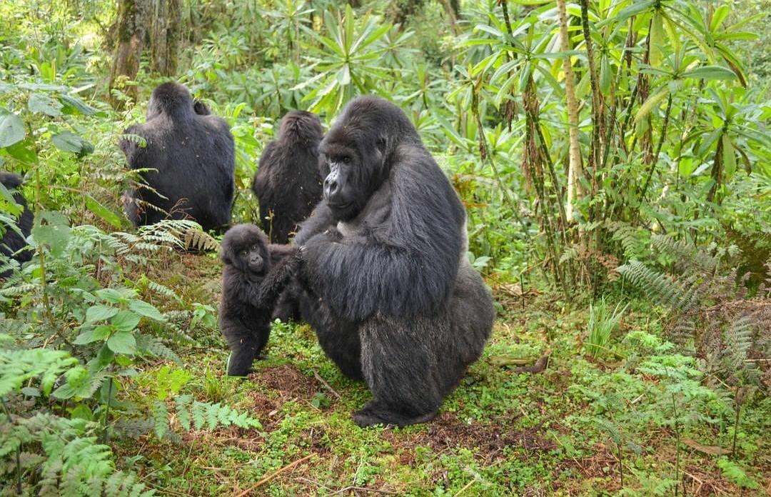 非洲小国卢旺达：与中国密切合作，经济发展快，看不到任何脏乱差