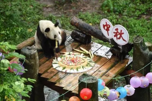 影响大熊猫生存的自然条件,大熊猫在野外怎么过冬